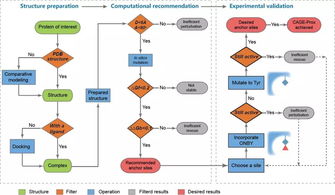 《自然》長文聚焦 北大陳鵬、王初團隊開發活體內蛋白質瞬時原位激活新技術
